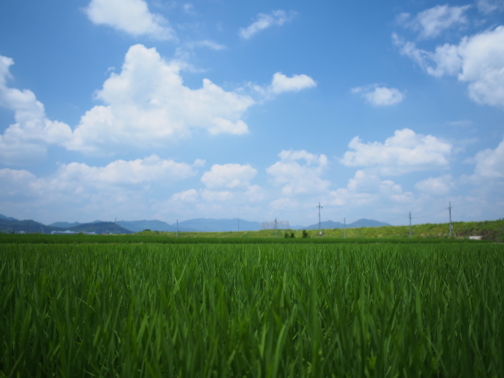 青田んぼ