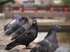 鳩ぽっぽ