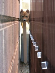 柴犬・きなこ