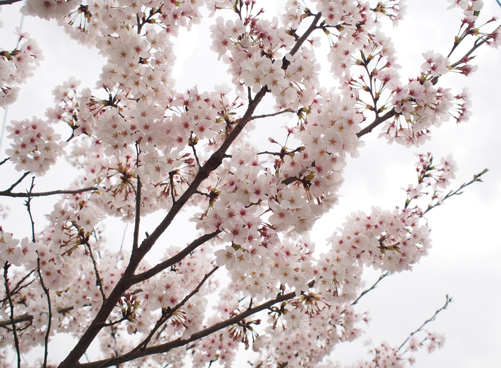 桜