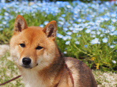 柴犬・わらび