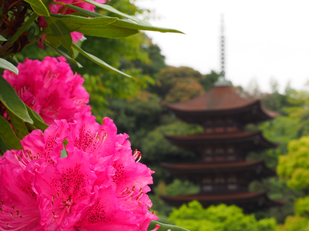 瑠璃光寺・五重塔