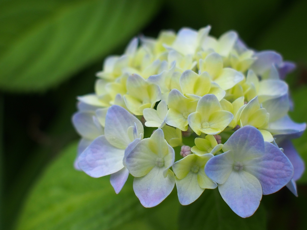 紫陽花