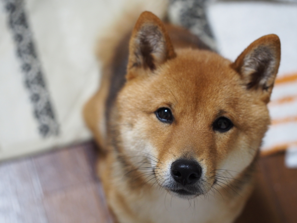 柴犬・わらび