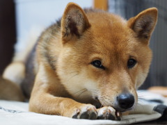 柴犬・わらび