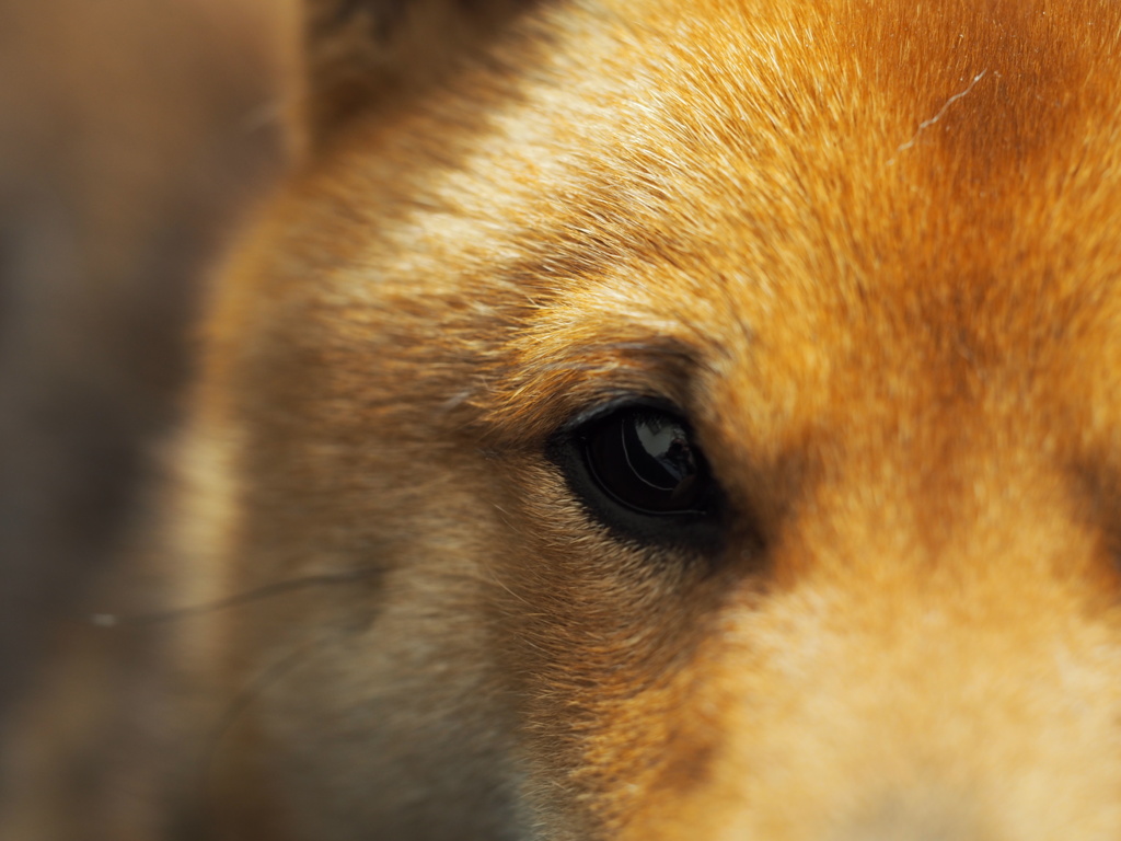 柴犬・わらび