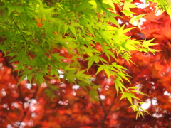 紅葉