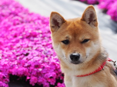柴犬・きなこ