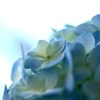 紫陽花  その2