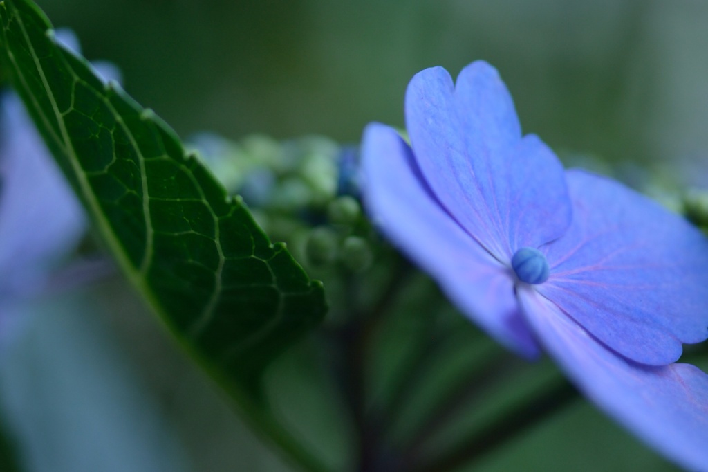 紫陽花