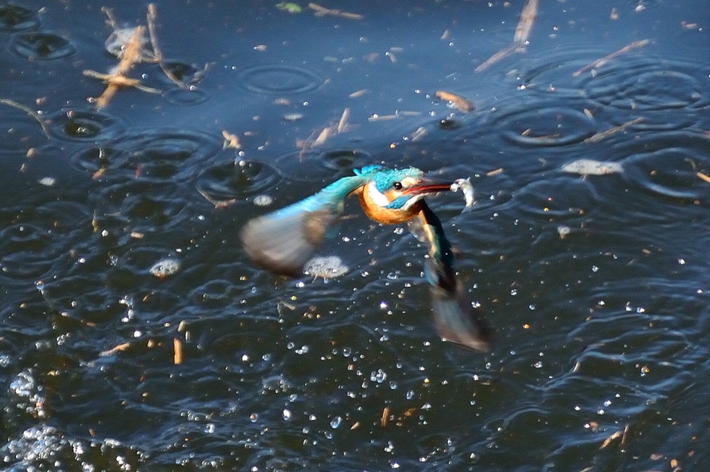 カワセミ