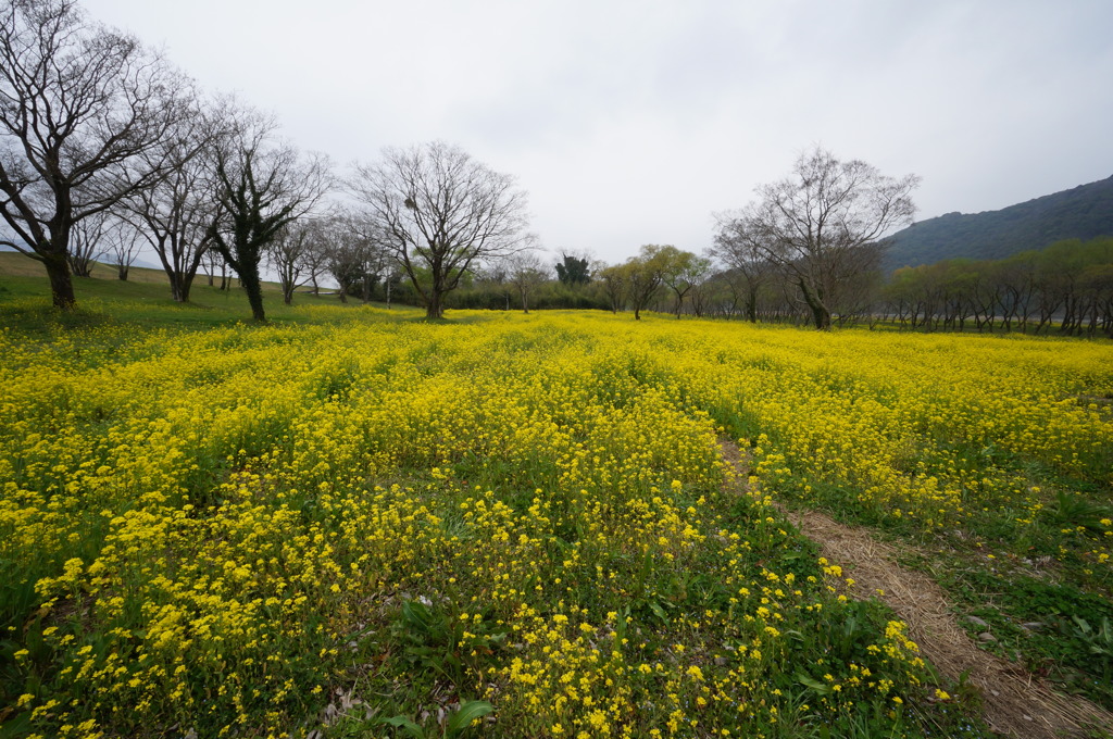 1000万本の菜の花の森