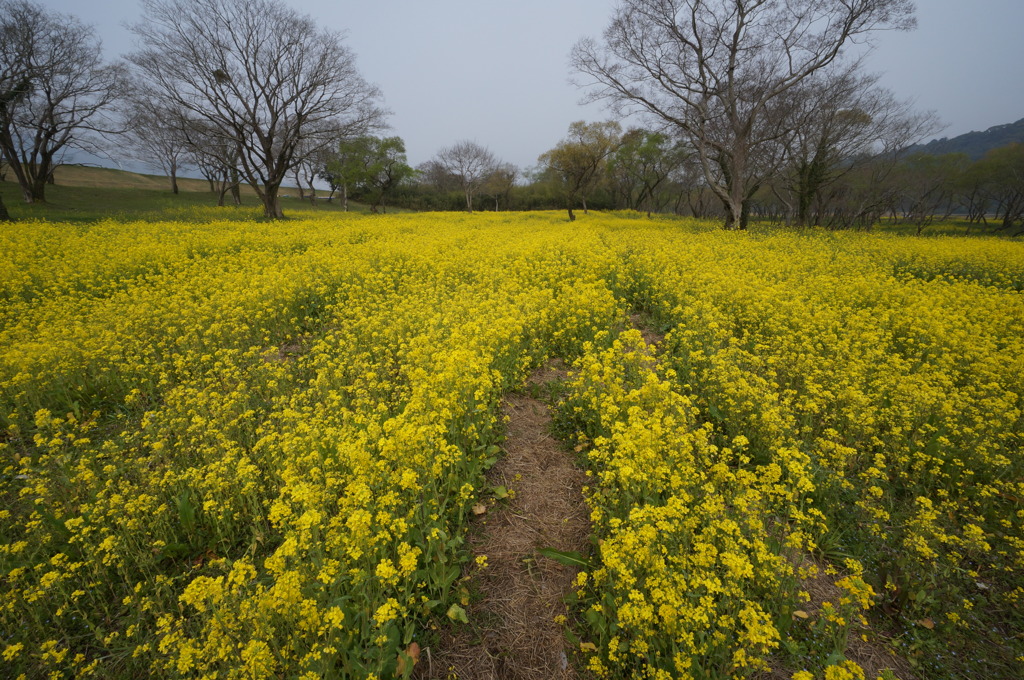 1000万本の菜の花の森２