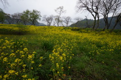 1000万本の菜の花の森３