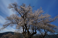 樹齢500年ひょうたん桜