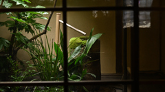 京都街中カフェ4