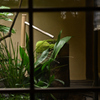 京都街中カフェ4