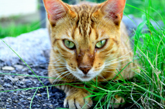 野良猫-2
