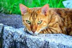 野良猫-1