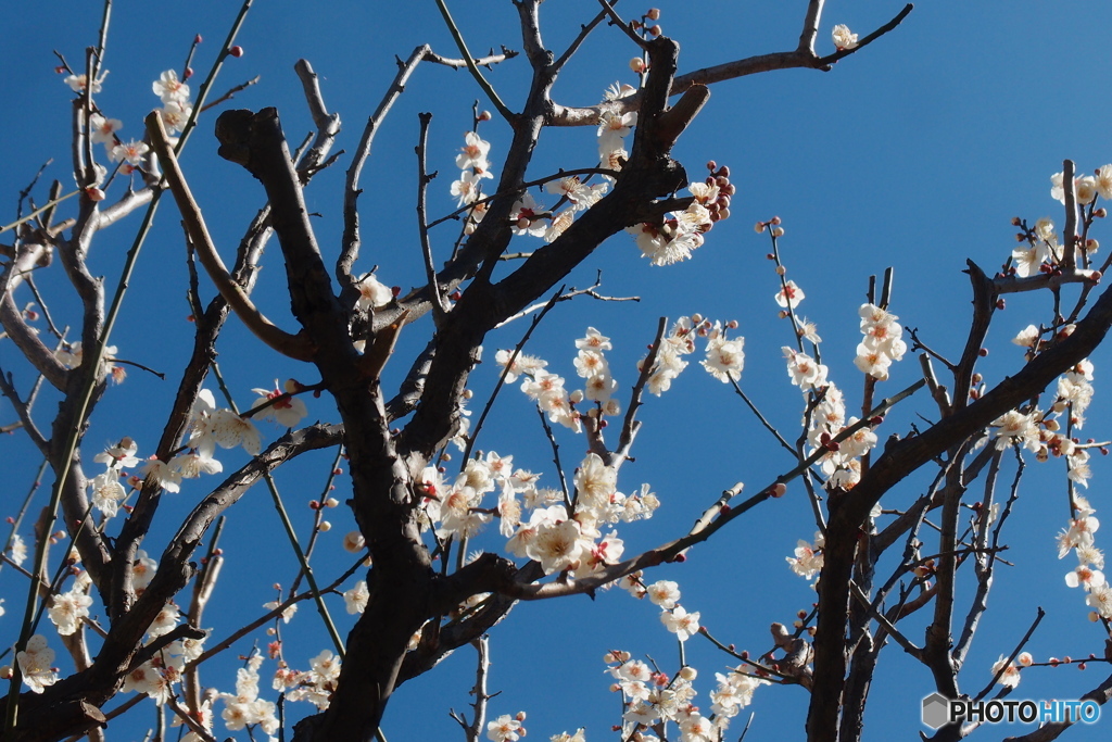 道端に咲く花