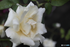 道端に咲く花
