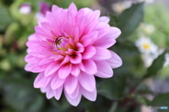 道端に咲く花
