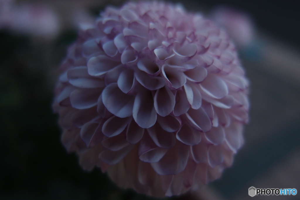 道端に咲く花