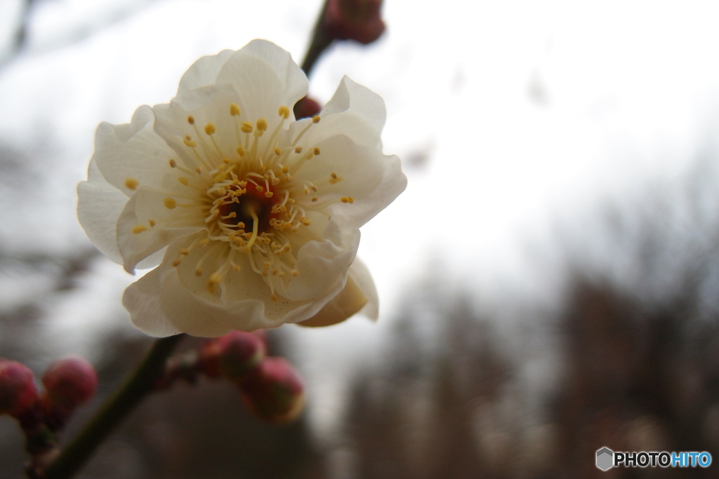 梅の花