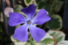 道端に咲く花