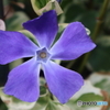 道端に咲く花