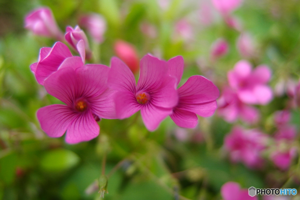 小さな花