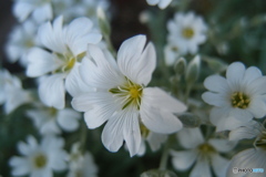 道端に咲く花