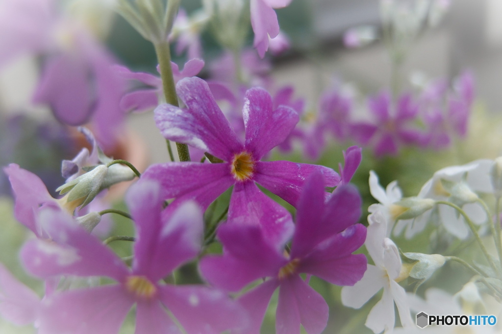 道端に咲く花