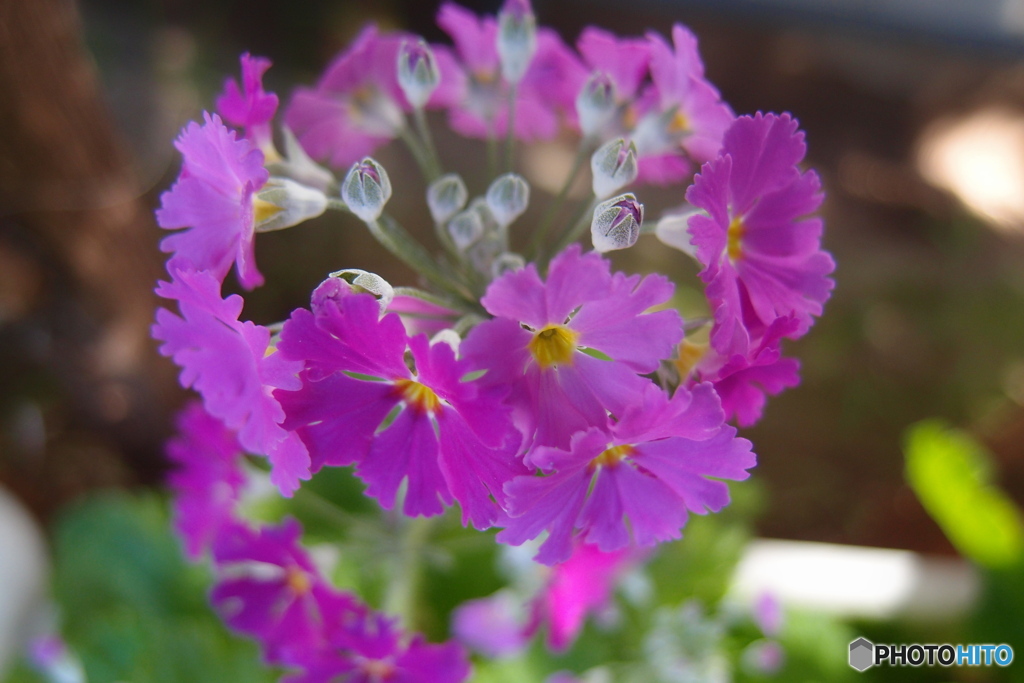 道端に咲く花