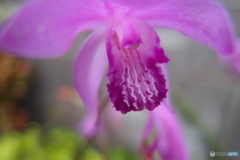 道端に咲く花