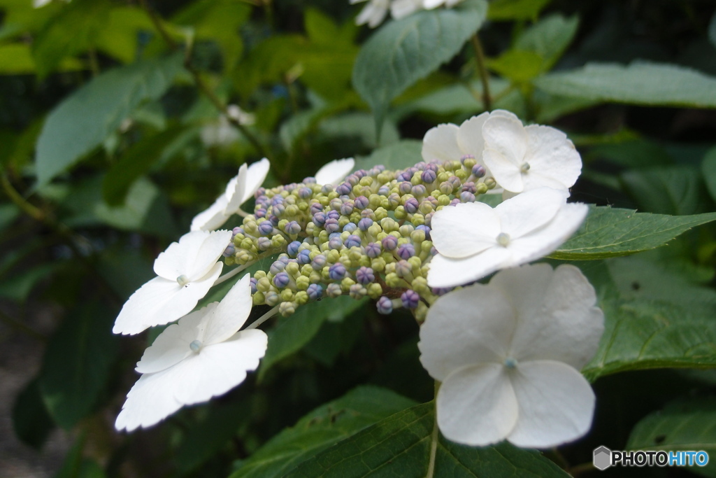 道端に咲く花