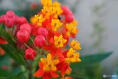 道端に咲く花