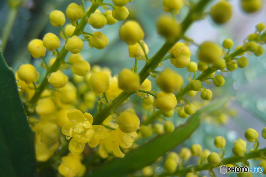 道端に咲く花