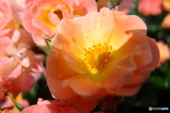 薔薇