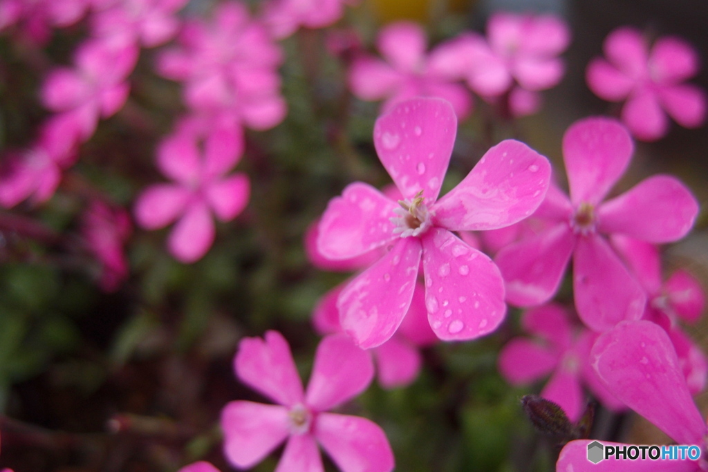 道端に咲く花