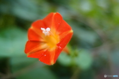 道端に咲く花