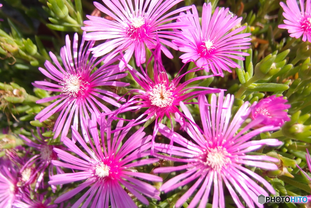 道端に咲く花