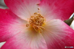 道端に咲く花