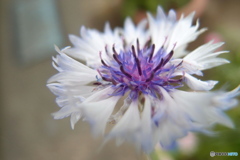 道端に咲く花