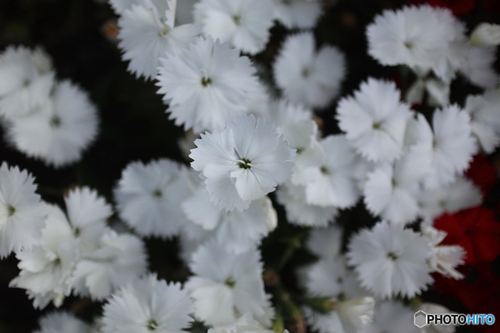 道端に咲く花