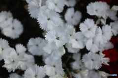 道端に咲く花