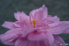 道端に咲く花
