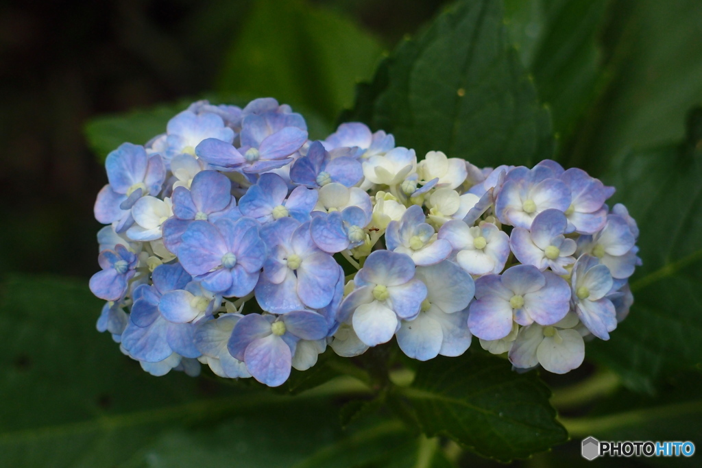 道端に咲く花