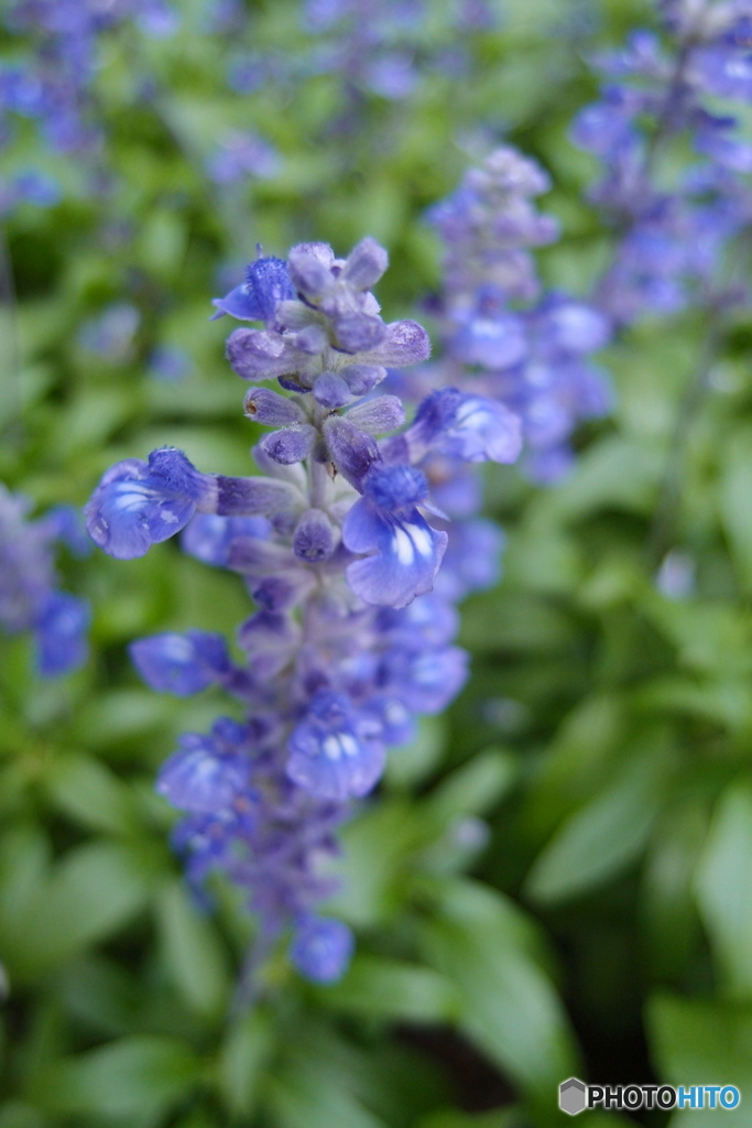 道端に咲く花