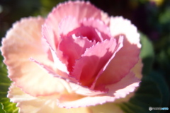 道端に咲く花